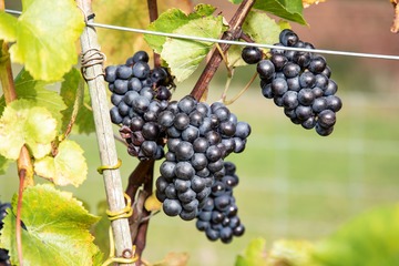 Forest Barn Vineyard - Nappa Valley watch-out! Forest Barn Vineyard - Nappa Valley watch-out!